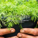 아라파파 이미지