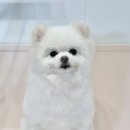 버디그루밍 이미지