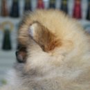 Pom생Pom사 이미지