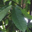 카카오(cacao) 이미지