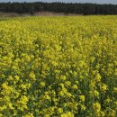 빛(꽃)의정원 이미지