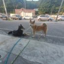 덕구복구