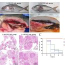 Vibrio harveyi감염 양식 잿방어의 내장결절병 (visceral nodular disease, VND) 이미지
