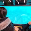 국제리더스클럽 반잠수정🐟 | 아이들과 참돔 엄청 보고 온 제주도 잠수함 탑승기