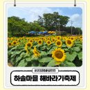 명소 | 서산 하솔마을 해바라기 축제 2026 해바라기 명소 방문 후기
