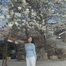 가야진사공원 축구장 | 경남 양산 숨겨진 목련 명소 “가야진사공원“ 실시간 [2026.03.21방문]