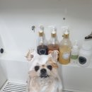 배츄네펫살롱 이미지