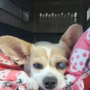 새론동물병원 이미지