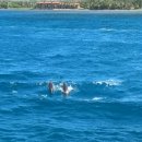 고기닷컴 | 괌별빛투어 돌핀크루즈 자유여행 필수코스 지금괌닷컴 후기