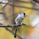 아산의 오목눈이(Long-tailed tit) 이미지