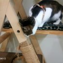 두리동물클리닉 이미지