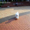 보노포스 이미지