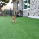 파파퍼피 DOG하우스 이미지