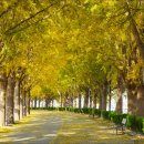 은행나무길 이미지