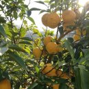 해금강농장 이미지