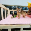 착한애견분양(원주점) 이미지