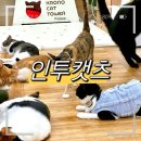 인투캣츠 이미지