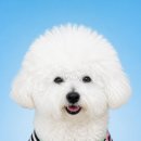 희망펫마트 | (제주에서) 2026년 4월 5주차 후기