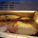 오산항낚시터 이미지