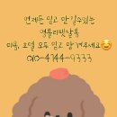 영블리 펫살롱 이미지