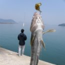 금일읍-2 이미지