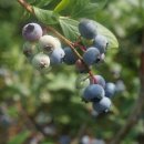 조동호 농장 이미지