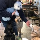 아이퍼피 이미지