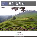 대한다업(주) - 성남시 중원구 | 전남 보성 녹차밭 대한다원 여행 후기 - 보성여행코스
