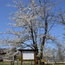 관음사의 왕벚나무자생지 이미지