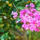 등명락가사 이미지