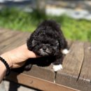 똑똑독 펫살롱 | 미사강아지분양 후기 똑똑하게 고르는 법 알려드릴게요