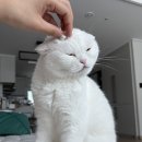 용산초교 | 대구 고양이 무마취 미용 밀꼬냥 솔직한 후기