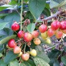 사오리농장 이미지