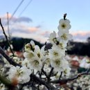 봄의언덕 | [2026 광양매화축제 개화상태] 언덕 위 주차장까지 정복한 얼리버드 후기