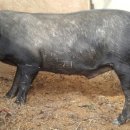 흑돼지한마리 이미지