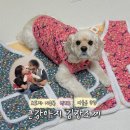 율무네애견 | 율무 겨울 꾸꾸템 | 보호자와 커플룩 강아지 김장조끼, 겨울 산책 패딩조끼 후기