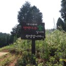 두동편백 이미지