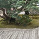 【 KYOTO 】 교토 가볼만한곳 은각사 / 철학의 길 ▷▶벚꽃 / 입장료 / 솔직후기