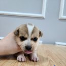 옥천동물병원 이미지