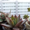 신나는 아코디언 이미지