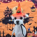 밀리아 펫살롱 이미지