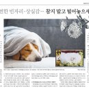 밀양양산울산 반려견장례식장 펫로스케어 - 부산일보 보도기사 소식! 이미지