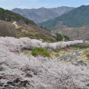 쌍계사 - 1839 | 쌍계사