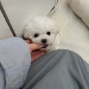헬로 다키 이미지