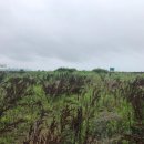 무릉리-7 이미지