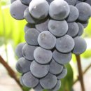 수현농원 이미지