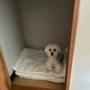 보헤미안애견펜션 이미지