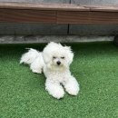 신당애견프라자