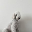 퍼플댕댕 이미지