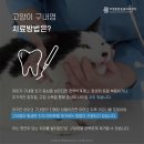 부평종합동물의료센터